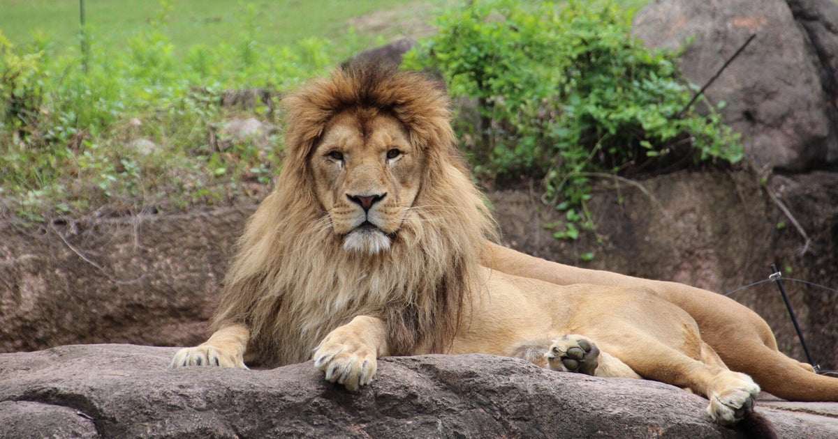 What Does The Zoo Mean To You? | HuffPost UK News