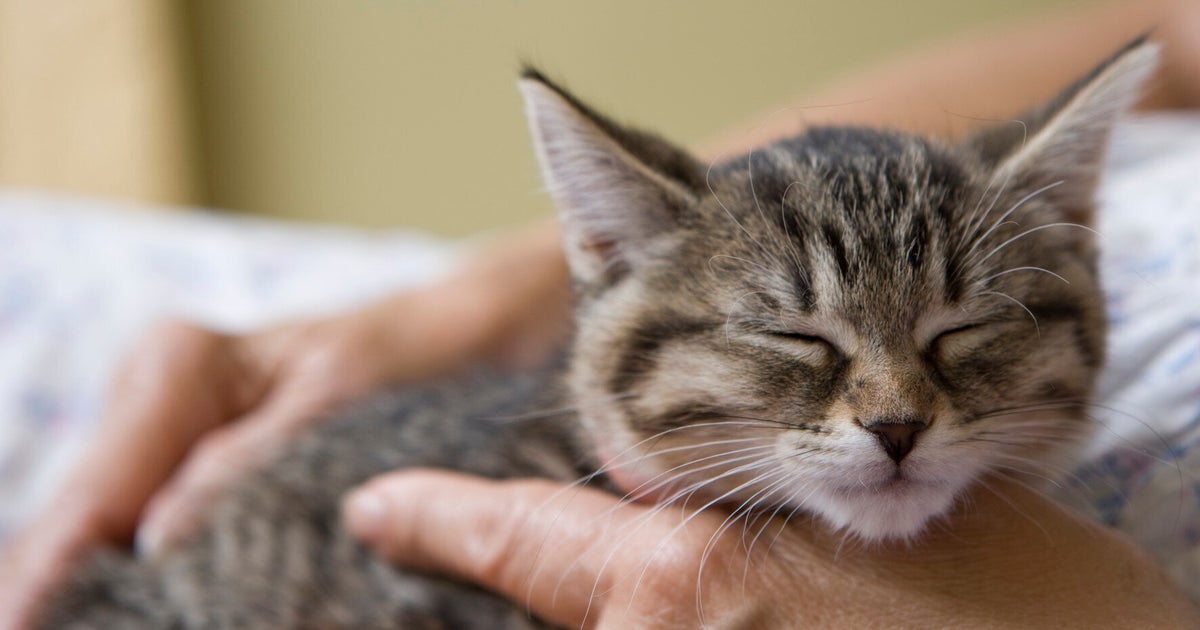 Purrs Versus Roars: The Secret Reason Why Cats Who Purr Can Never