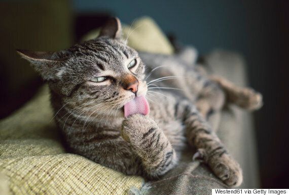 do-cats-purr-when-humans-aren-t-around-huffpost-uk