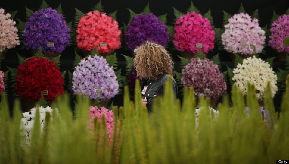 Preparations Are Made For The Hampton Court Palace Flower Show