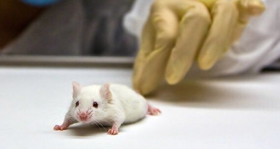 What We Don't Know About Animal Experiments | HuffPost UK