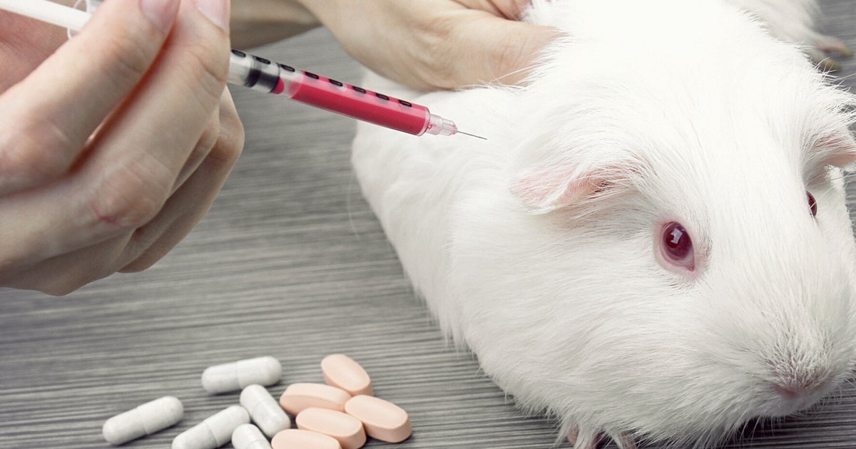 what-we-don-t-know-about-animal-experiments-huffpost-uk-news