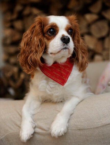 Dog Reincarnation: Has My Pooch Lived Before? | HuffPost UK Life Dog Reincarnation: Has My Pooch Lived Before? | HuffPost UK Life