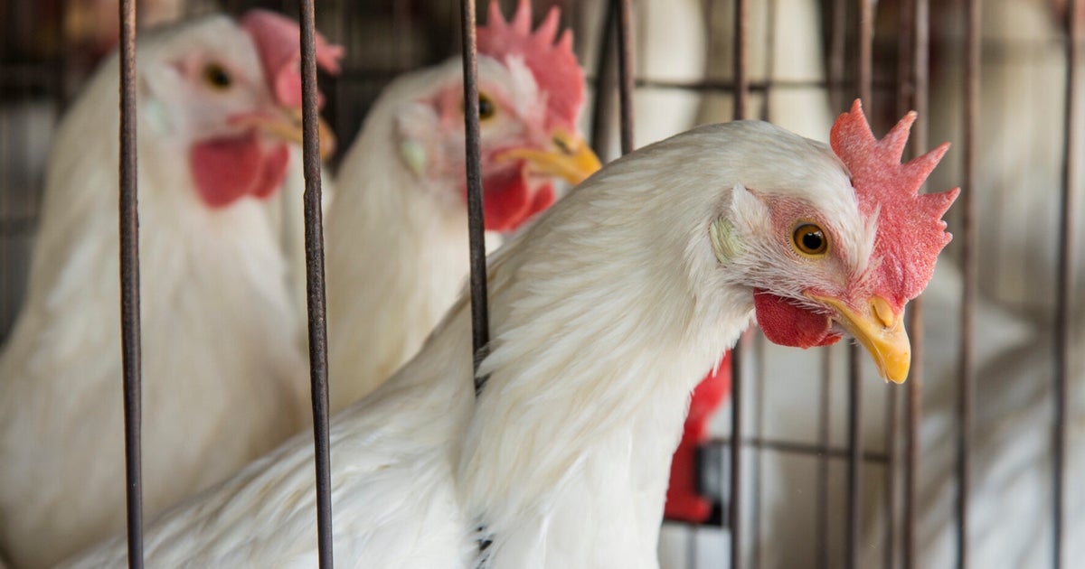 Farmed Animals Are More Intelligent Than We Thought But This Is