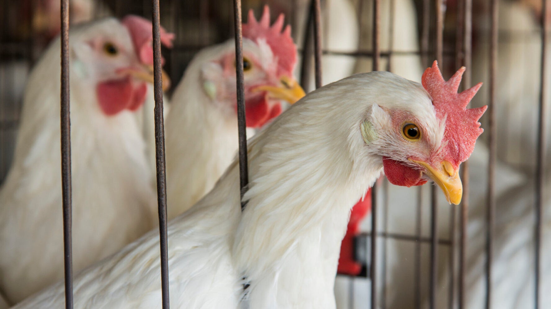 Farmed Animals Are More Intelligent Than We Thought But This Is