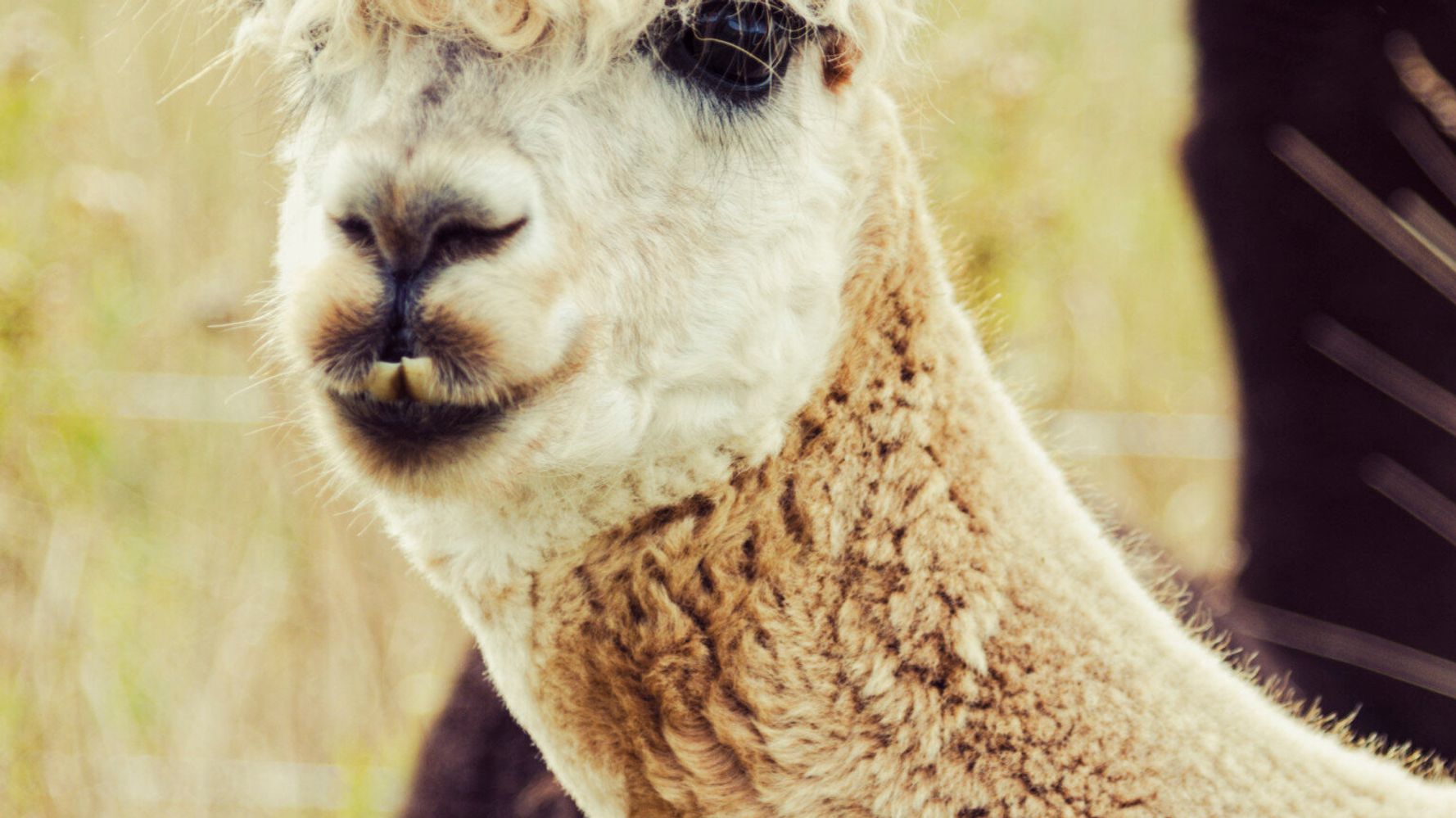 Alpaca: The Ultimate Sustainable Luxury? | HuffPost UK Style