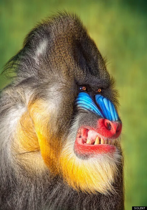 Baboon Animals Porn - Could This Be The Angriest-Looking Baboon In The World? (PICTURE) |  HuffPost UK Comedy