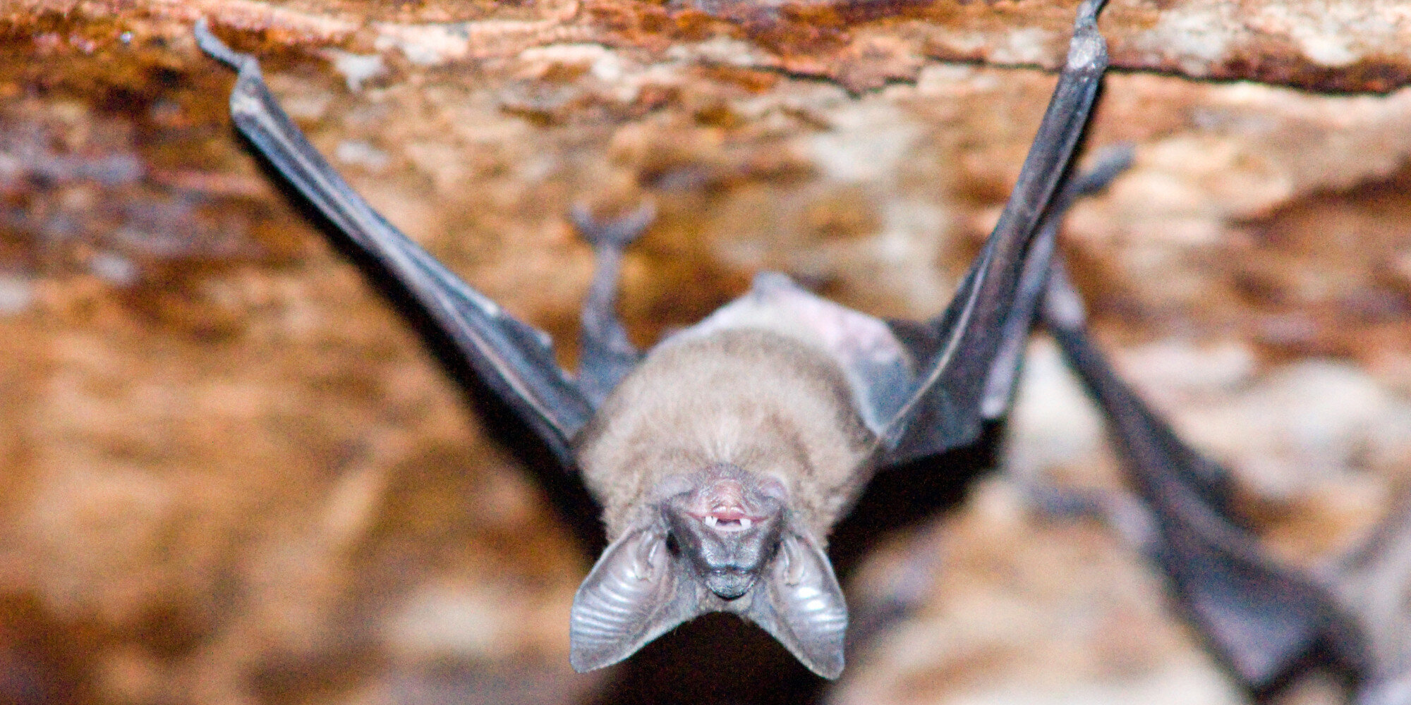 The Slow Extinction Of Bats From The United Kingdom | HuffPost UK News