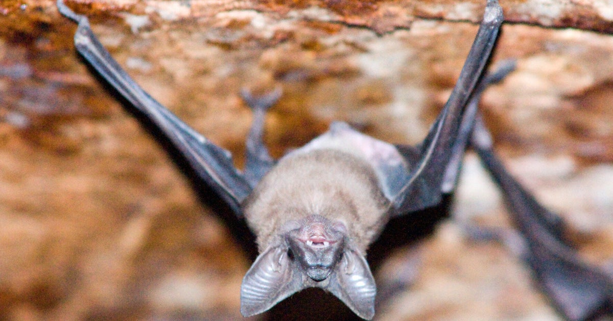 The Slow Extinction Of Bats From The United Kingdom HuffPost UK News
