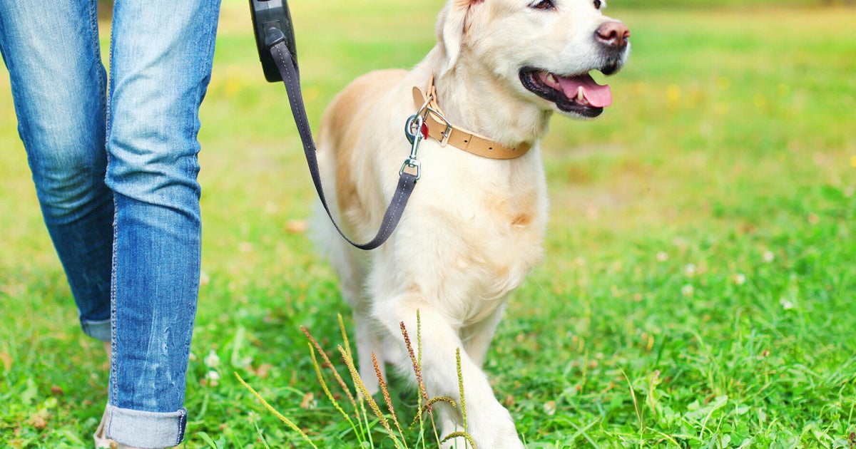 What Can My Dog Safely Chew? HuffPost UK Life