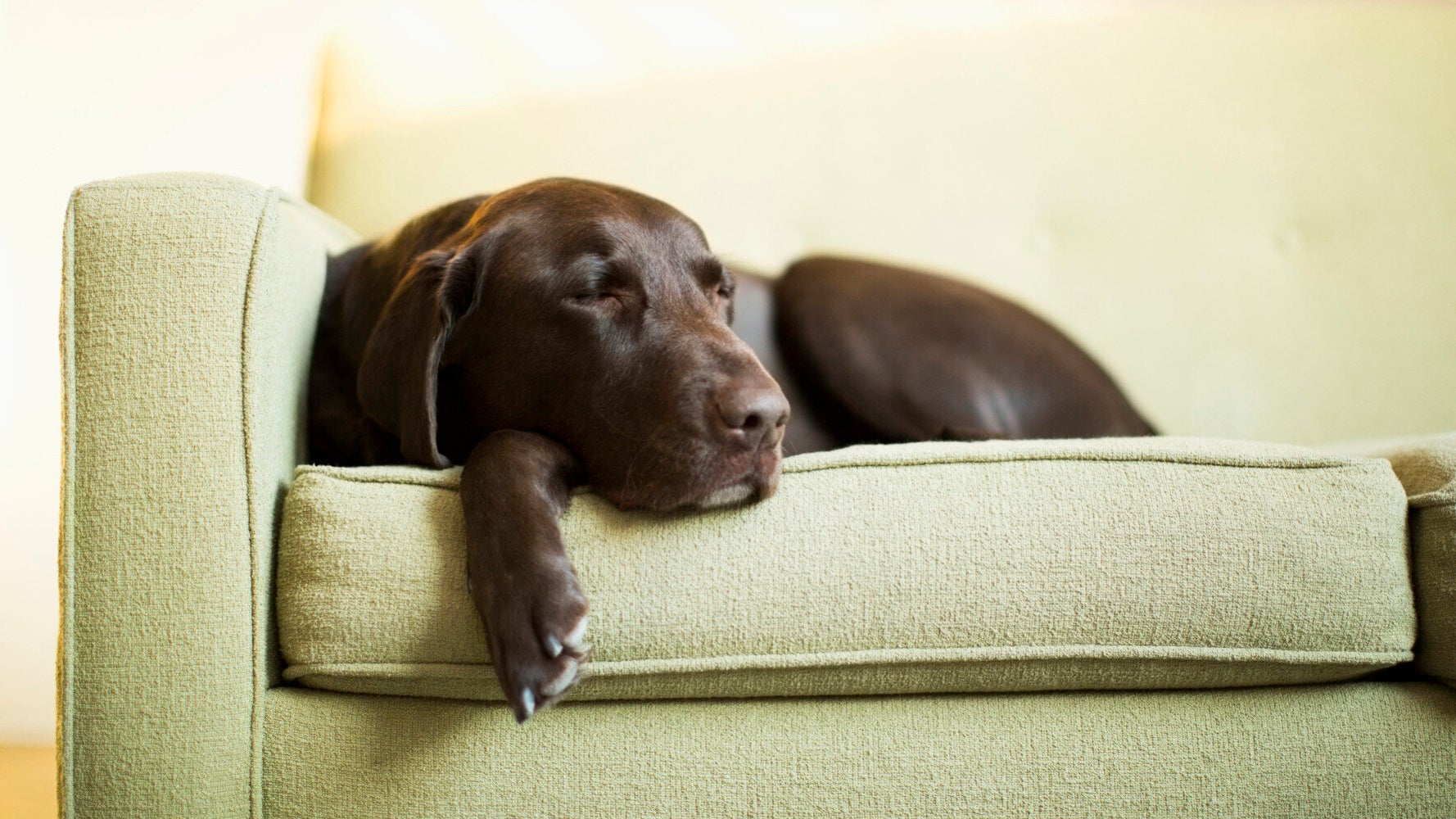 Six Reasons Why Borrowing A Dog Is The Best Thing You'll Do In 2017