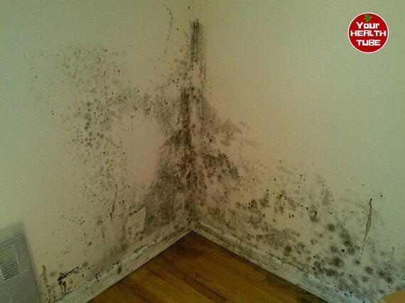 Mould Health Issues How To Get Rid Of Damp And Mould Huffpost Uk Life