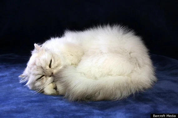 Freeze Dried Pets, Bereaved Owners Hold Onto Cherished Memories (PICTURES) | HuffPost UK News Freeze Dried Pets, Bereaved Owners Hold Onto Cherished Memories (PICTURES) | HuffPost UK News