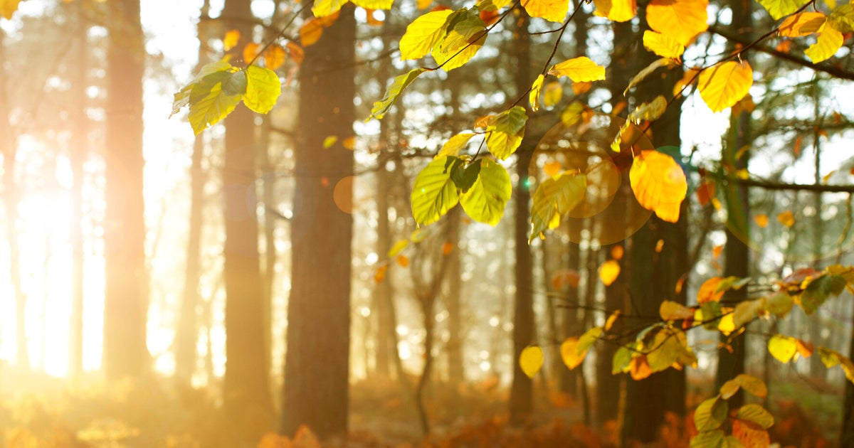 Are All Babies Obsessed By Trees? HuffPost UK Parents