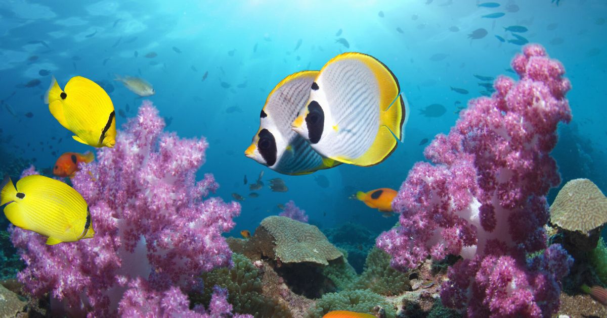 Finding Dory did not increase demand for pet fish despite viral