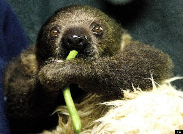 As Sid The Sloth Goes On Display At Bristol Zoo, What's Your Sloth Name