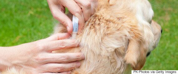 Canine Babesia Infection Spreads: How Concerned Should UK Dog Owners be ...