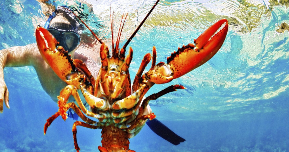 Crustacean Compassion? Here's Why We Should Protect The Welfare Of