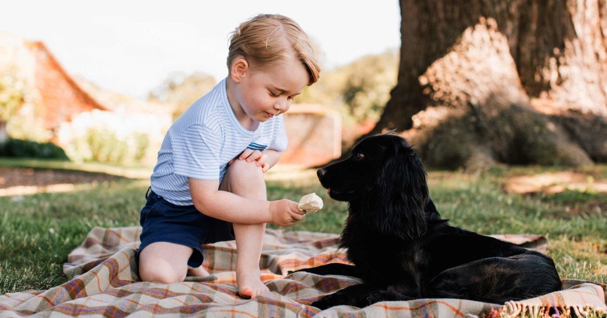 Prince Lesson in Dog Training HuffPost UK Life