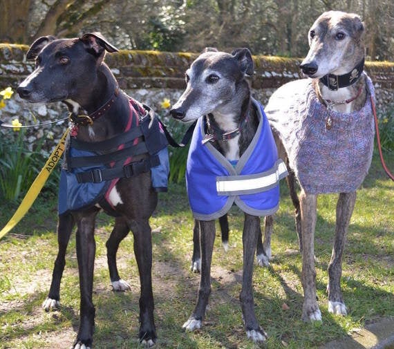 do greyhounds need a lot of attention