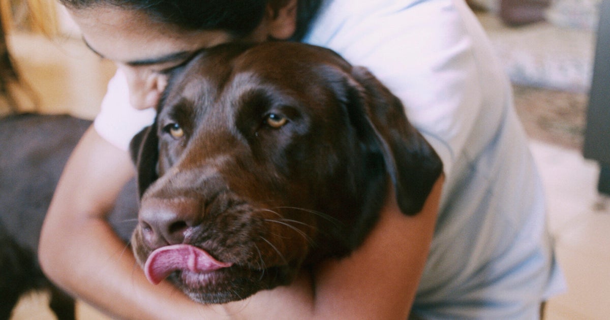 Hairy Home? 6 Tips On How To Keep Pet Hair At Bay HuffPost UK Life