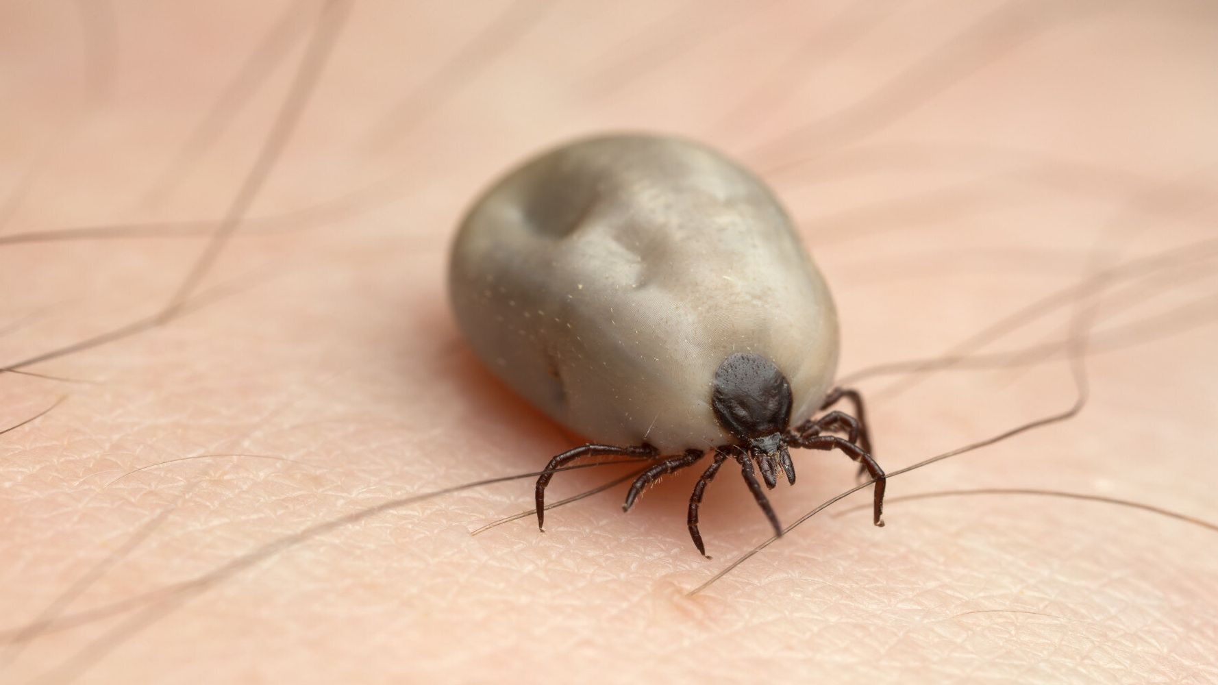 Tick Awareness Month - Top Tips For Tick Prevention