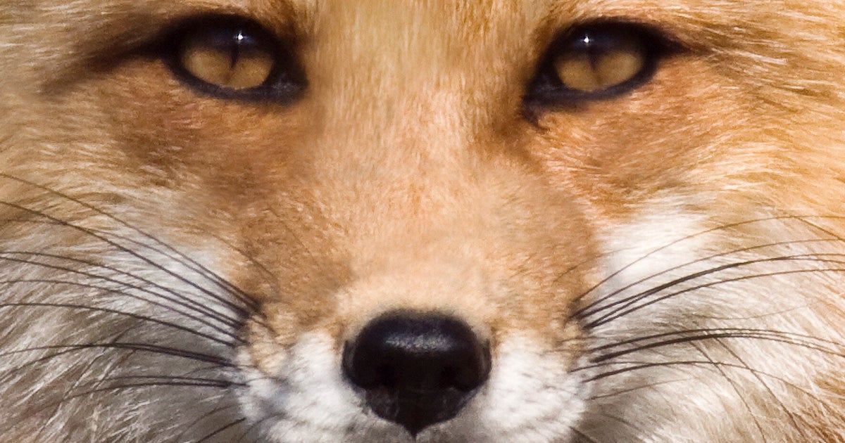 fox-hunting-is-cruel-and-ineffective-let-s-not-legalise-it-huffpost