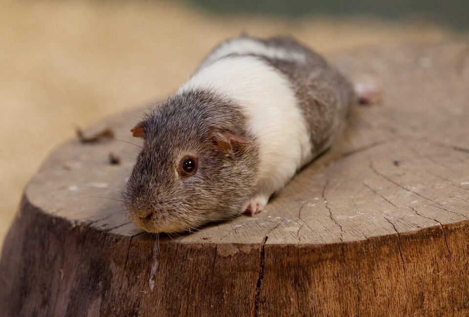 Sex mad guinea pig