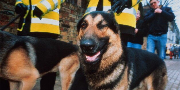 File picture of a British police dog