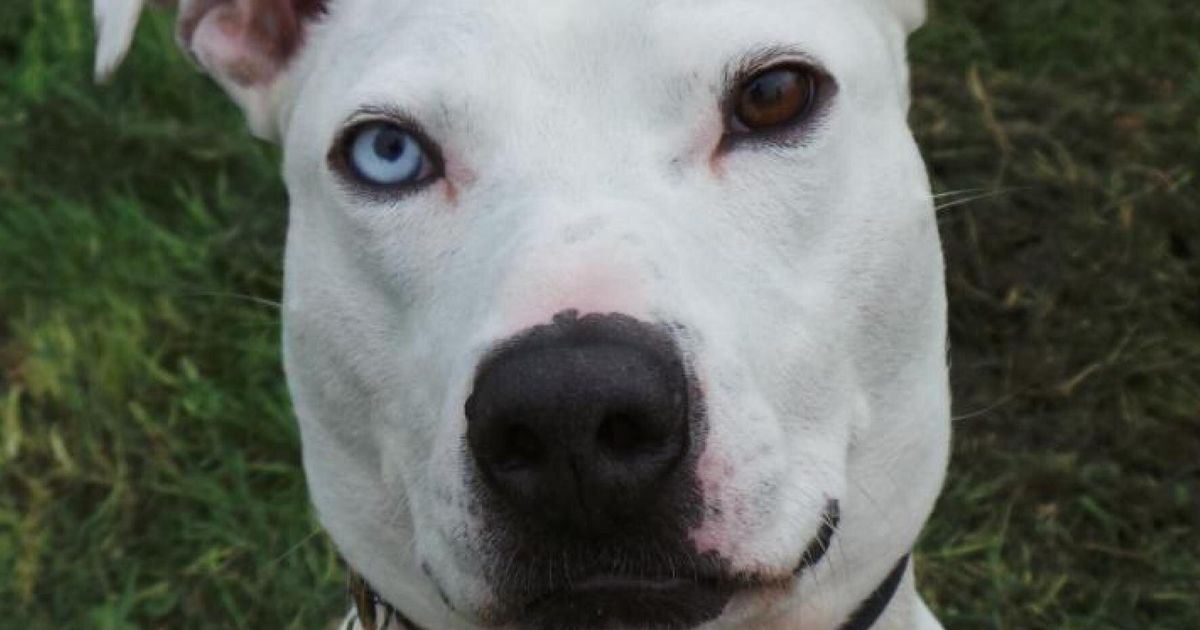 Deaf Dog With Different Coloured Eyes Deemed 'Too Ugly To Love', He's ...