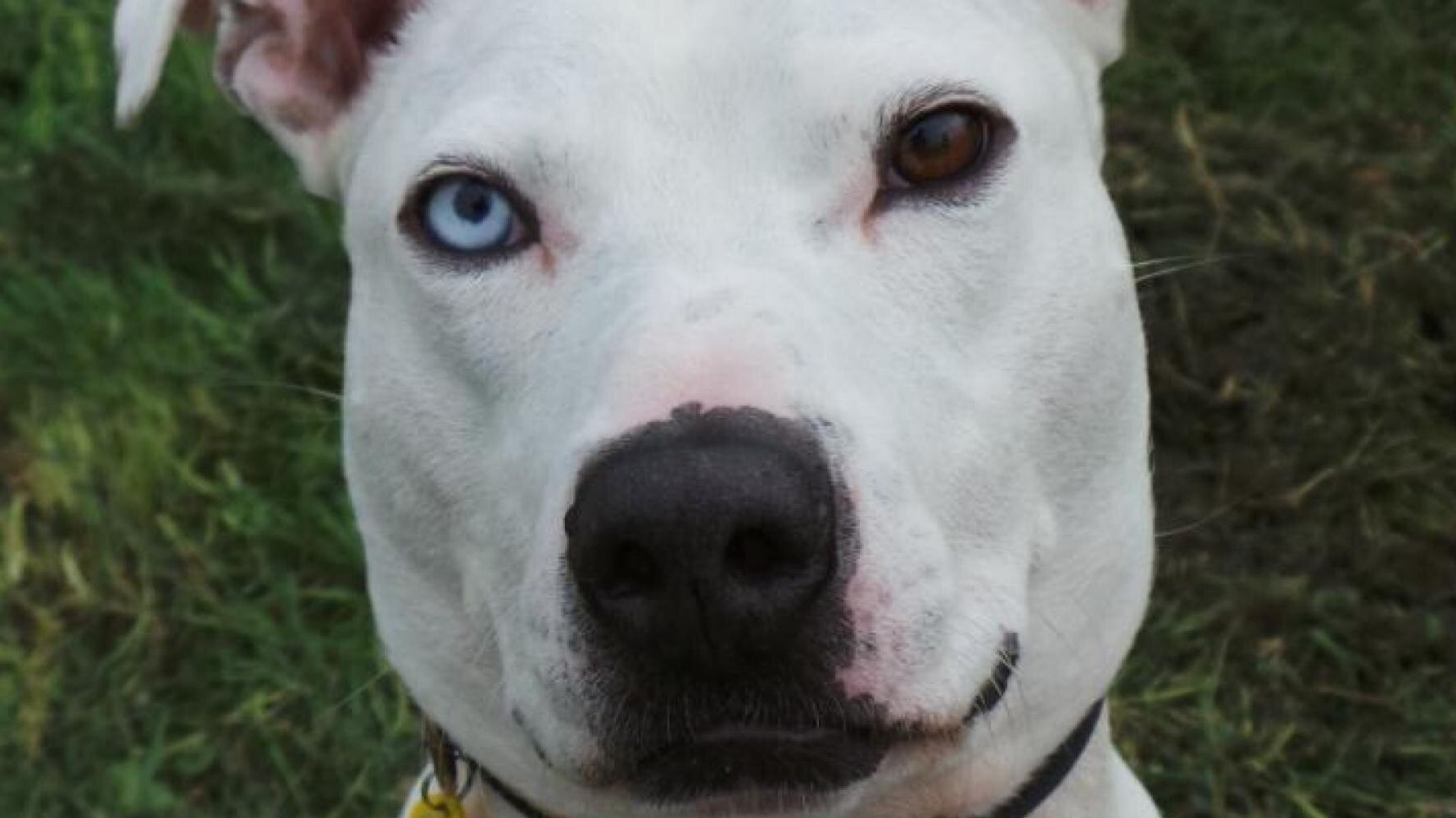 Deaf Dog With Different Coloured Eyes Deemed 'Too Ugly To Love', He's ...