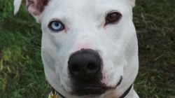Deaf Dog With Different Coloured Eyes Deemed 'Too Ugly To Love', He's Been Up For Adoption For Two
