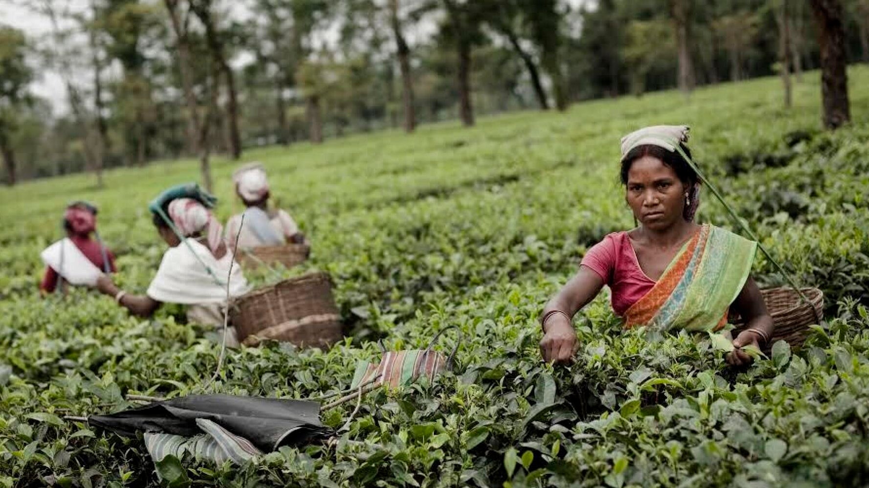 Creating Change for Women in the Tea Estates of Assam | HuffPost UK News