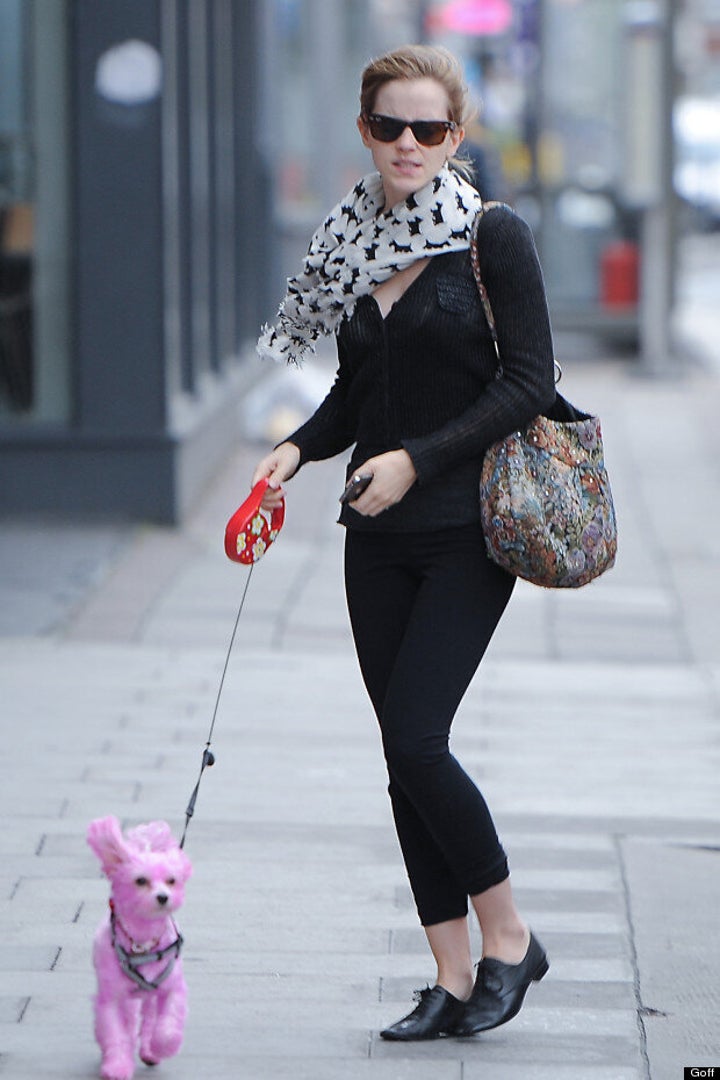 Emma Watson Thinks Puppy Pink As She s Spotted Walking Dyed Dog Emma Watson Thinks Puppy Pink As She s Spotted Walking Dyed Dog