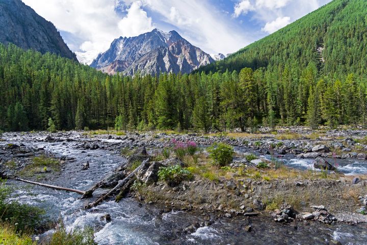 Altai Mountains in Siberia. The Shawla River above the estuary of the Yeshtykol River. 