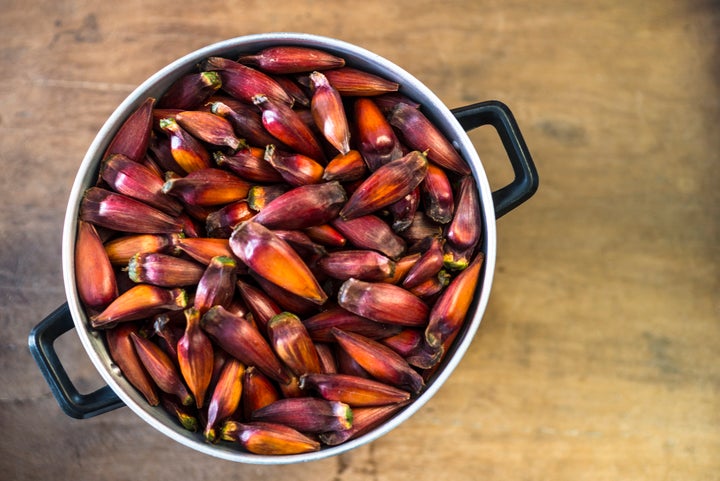 Pinhão é rico em gorduras boas e possui propriedades antioxidantes.