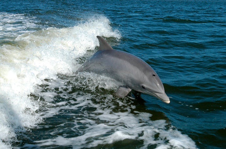 A bottlenose dolphin breaks the surface near Kennedy Space Center in this 2009 photo released by the United States Department