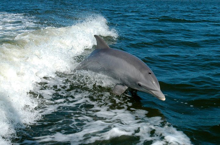 A bottlenose dolphin breaks the surface near Kennedy Space Center in this 2009 photo released by the United States Department of Fish and Wildlife.