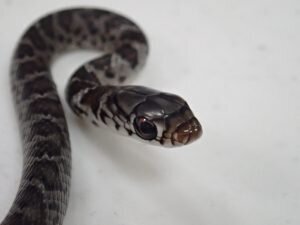 The snaky