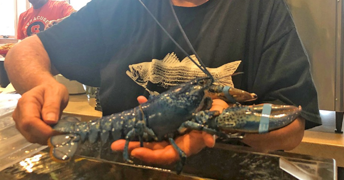 青いロブスター が入荷 専門家は 0万匹に1匹の割合 と分析 アメリカのレストラン ハフポスト 青いロブスター が入荷 専門家は 0万匹に1匹の割合 と分析 アメリカのレストラン ハフポスト