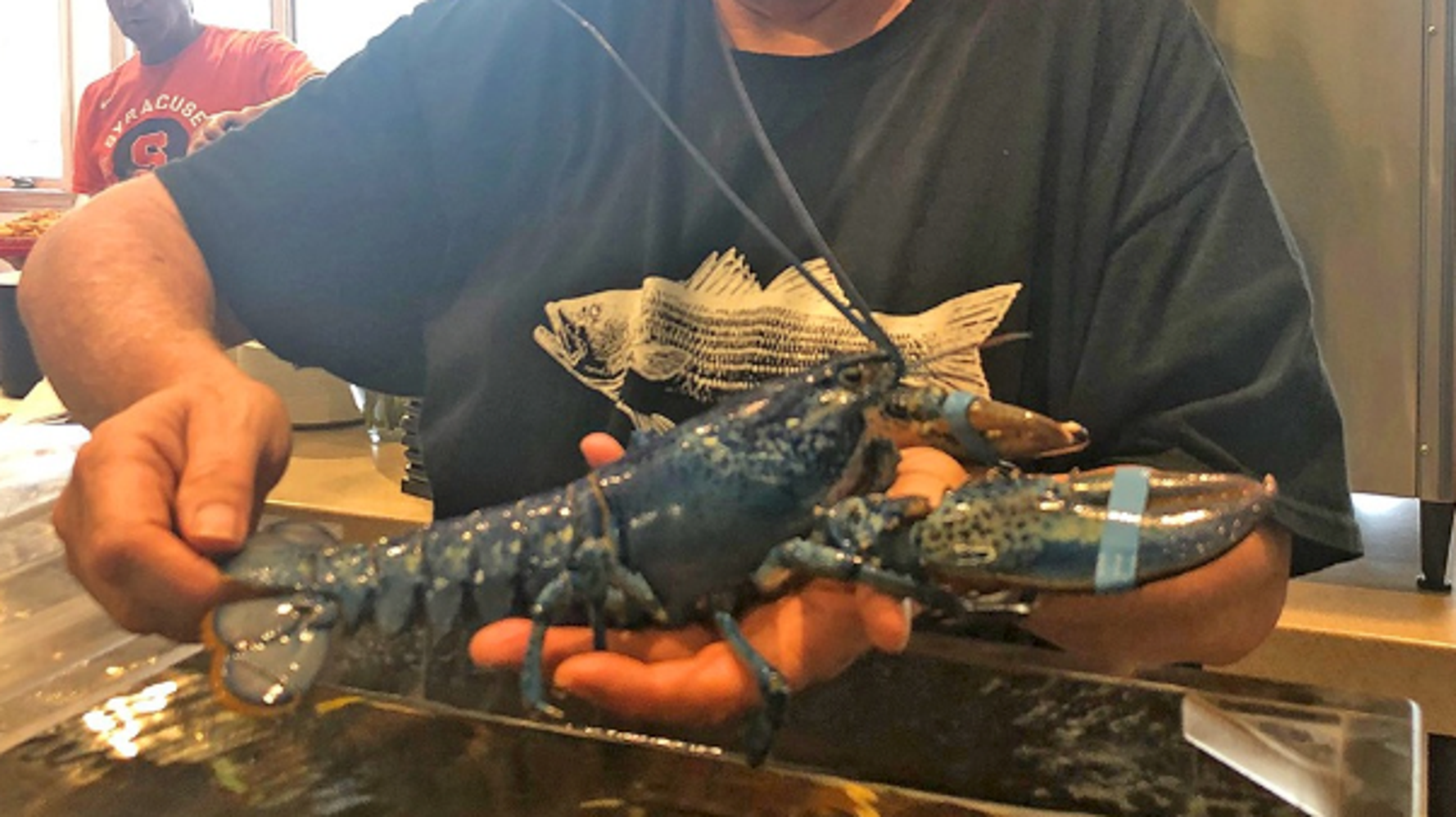 青いロブスター が入荷 専門家は 0万匹に1匹の割合 と分析 アメリカのレストラン ハフポスト News