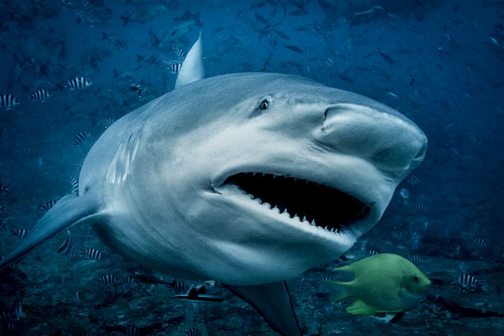 Based on tooth markings found on Paige's bones, it is believed the shark that attacked Paige was a bull shark (file picture)