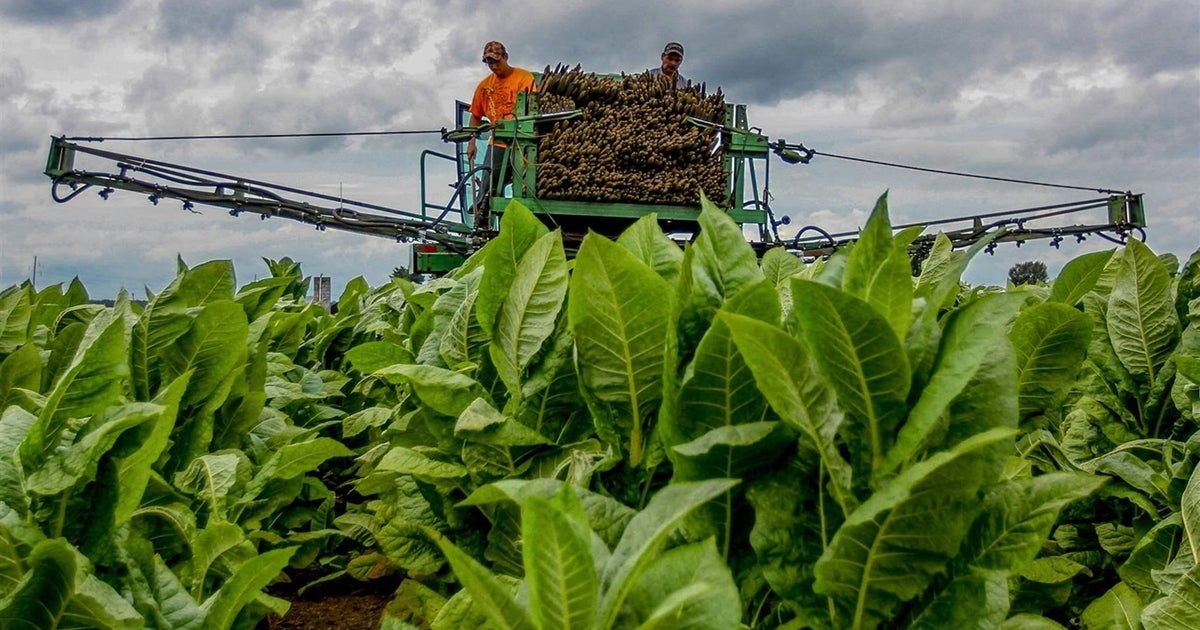 tobacco mosaic virus discovered by BJNANO