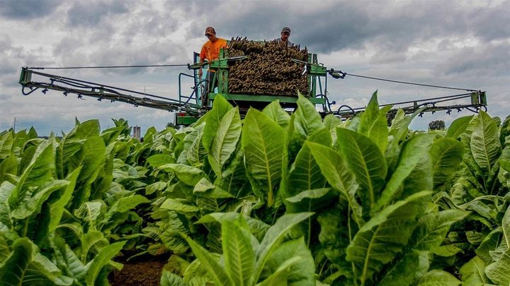 Farmers in Owensboro, Kentucky, the home state of U.S. Sen. Mitch McConnell. The Republican majority leader is co-sponsoring a federal bill to raise the minimum age for buying tobacco and e-cigarettes to 21.