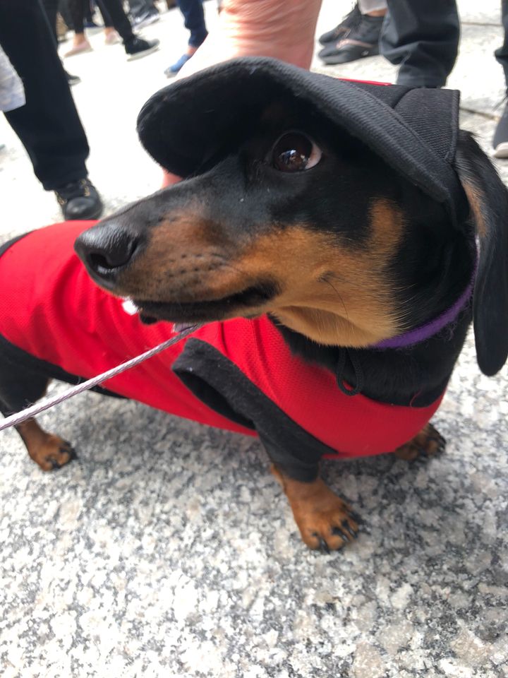This is Boo, although his owner told HuffPost Canada that we can refer to him as "wiener north," which we ABSOLUTELY WILL.