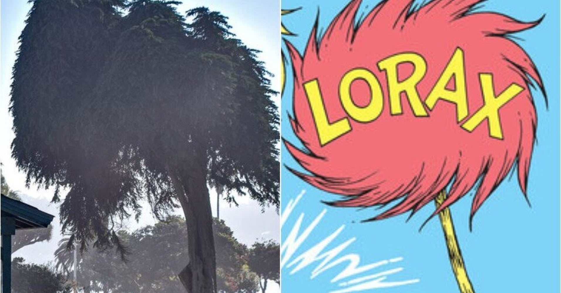 RealLife Truffula Tree Said To Have Inspired 'The Lorax' By Dr. Seuss Falls HuffPost