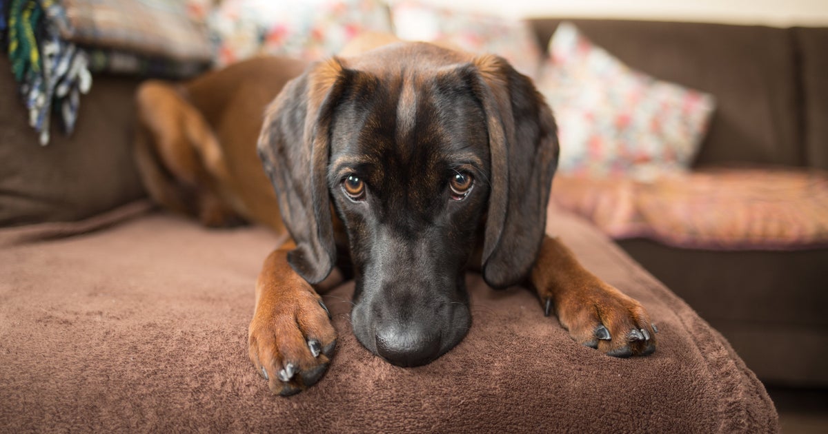 Puppy Dog Eyes Are A Real Thing, Say Scientists – As These 21 Adorable ...
