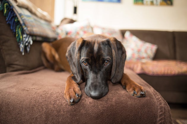 Puppy Dog Eyes Are A Real Thing, Say Scientists – As These 21 Adorable Pooches