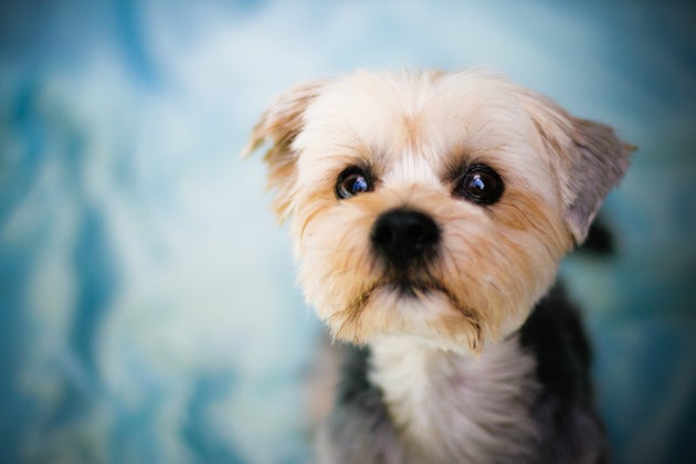 Puppy Dog Eyes Are A Real Thing, Say Scientists – As These 21 Adorable Pooches