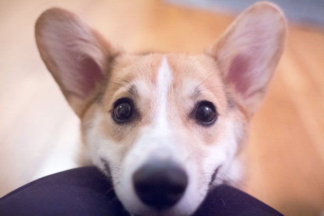 Puppy Dog Eyes Are A Real Thing, Say Scientists – As These 21 Adorable Pooches